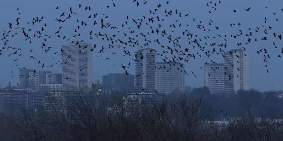 image - Bruxelles sauvage : le retour des corbeaux / ciné potage