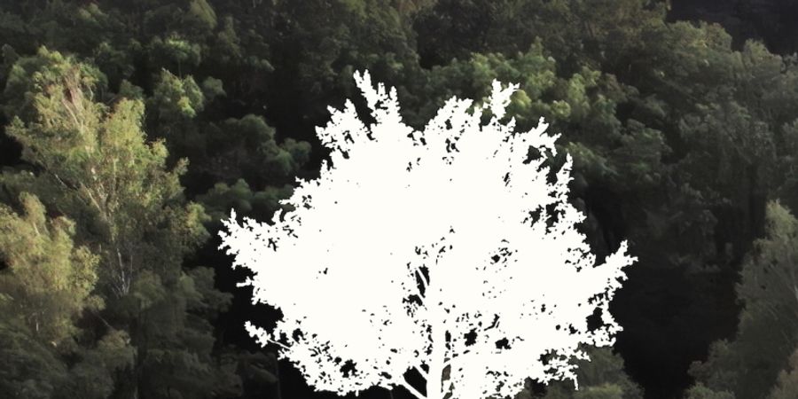 image - La Sagesse de nos Arbres