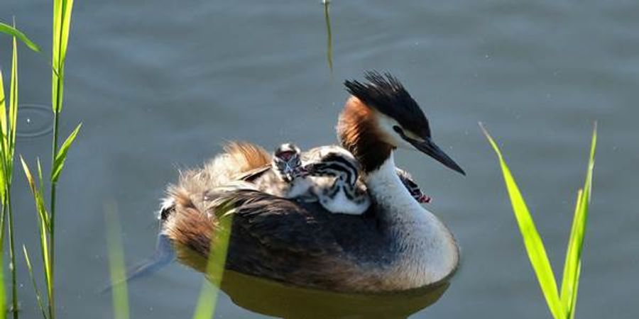 image - Aube des oiseaux en milieux humides