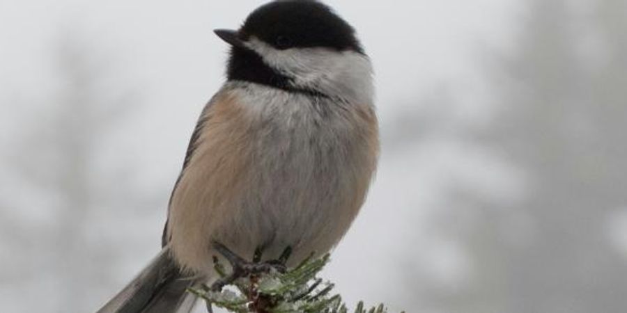 image - Découverte des oiseaux en hiver !