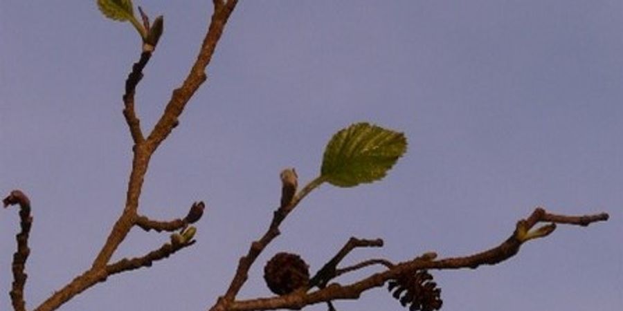 image - Les bourgeons et leurs vertus thérapeutiques 