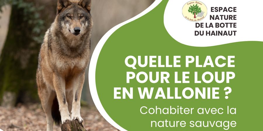 image - Quelle place pour le loup en Wallonie ?