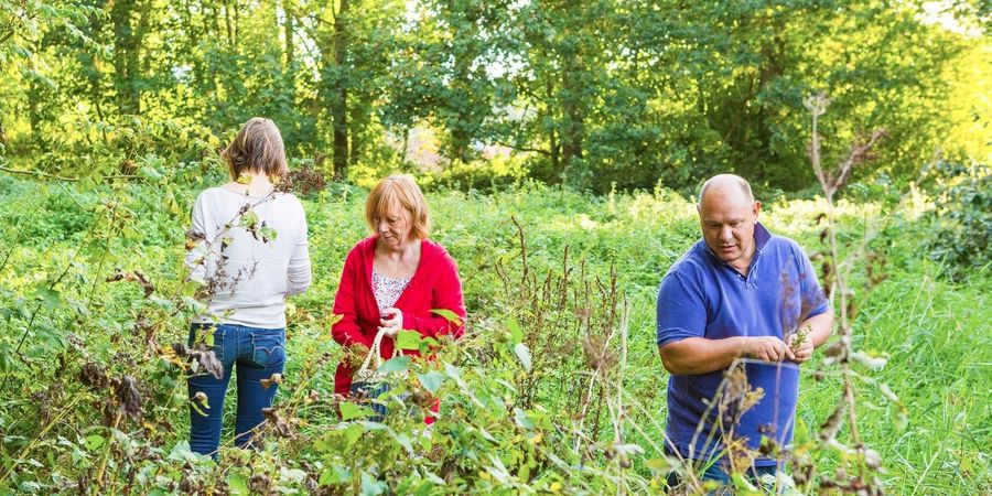 image - Balade plantes sauvages comestibles d'été