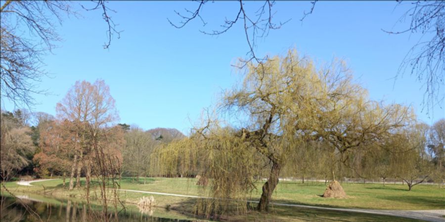 image - Spirituele wandeling: de eik en de dadelpalm