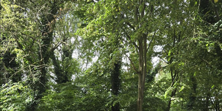 image - Balade