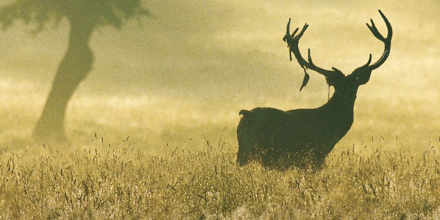 image - Vivant