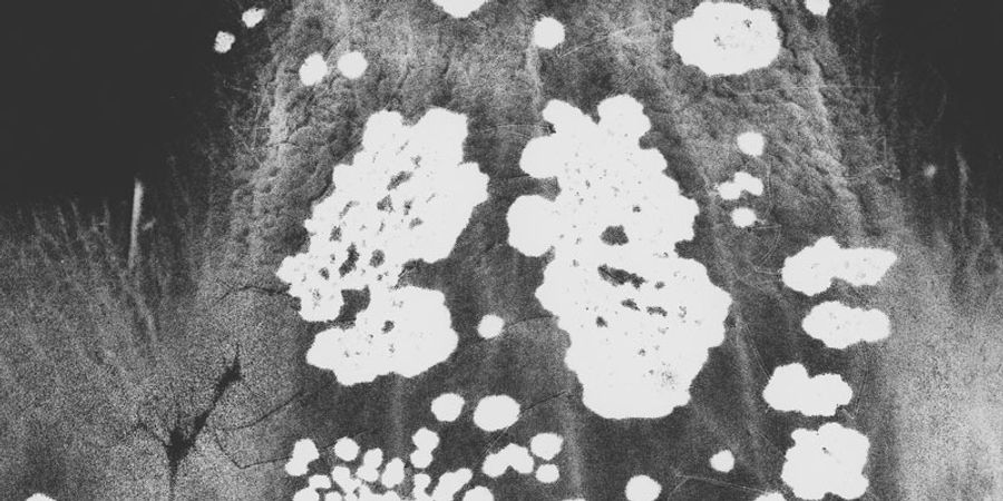 image - Honey Guides and Milk Teeth