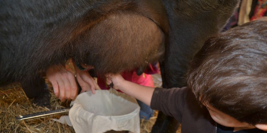 image - Stage à la ferme pour les enfants de 6 à 10 ans (stage à la journée)
