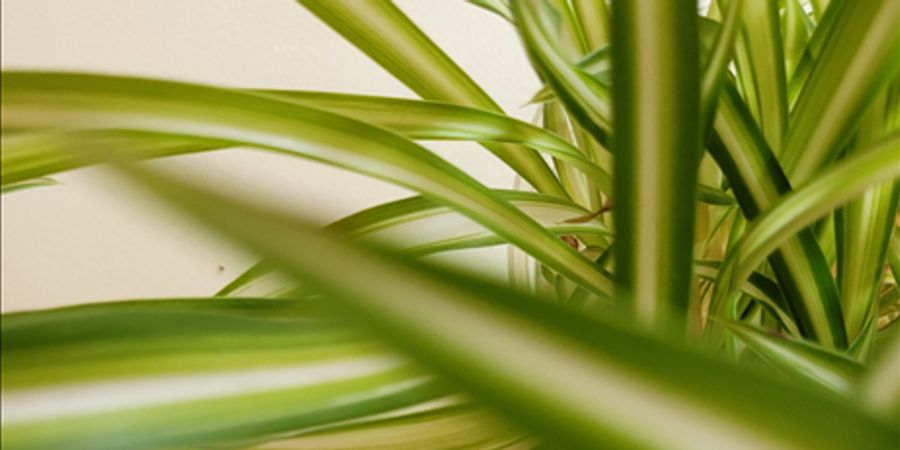 image - speelweek paasvakantie: reuze beesten