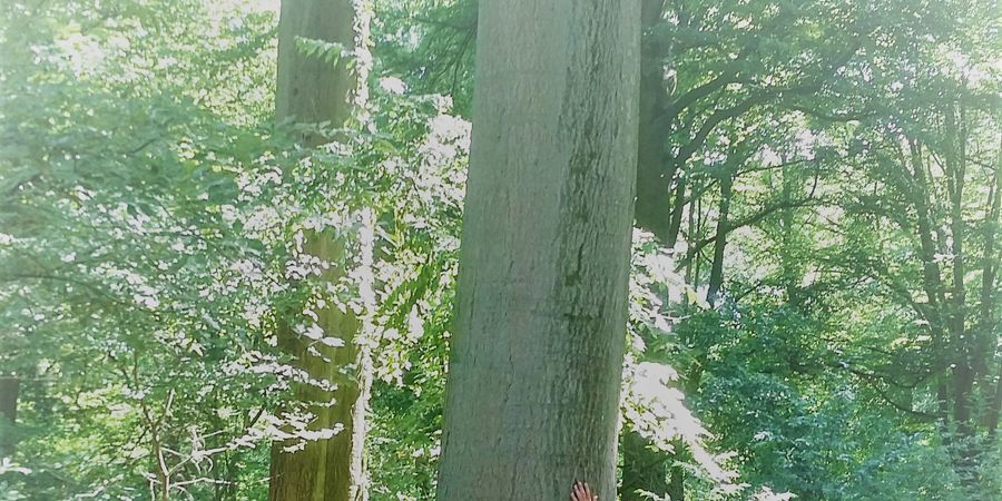 image - Stage été - Ferme et forêt