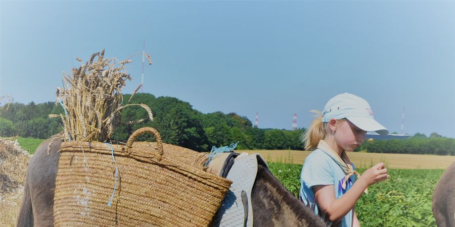 image - Stage été - Il était un âne
