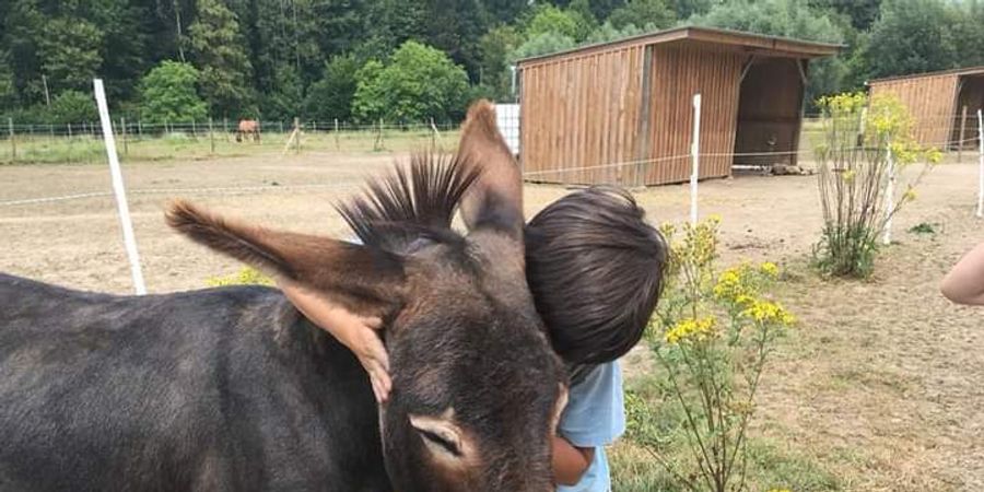 image - Fêter son anniversaire dans la nature avec les ânes