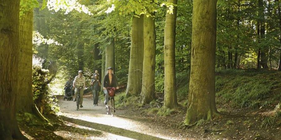 image - La forêt de Soignes, toute une histoire