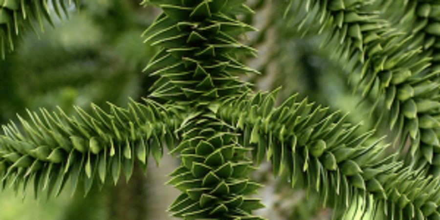 image - Visite du Parc « Arbres d’Amérique »