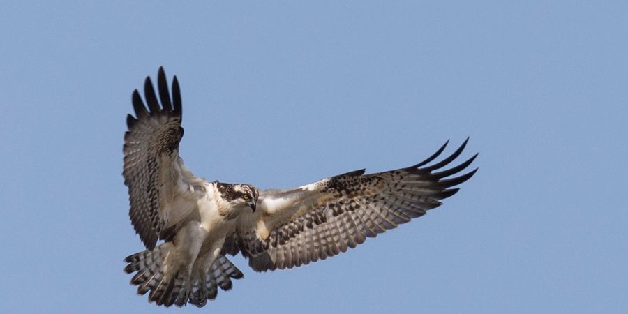 image - Ornithologie : les hivernants et les derniers passages migrateurs