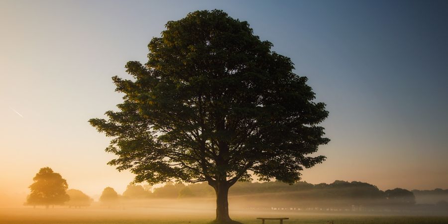 image - Stage résidentiel : Déployer son arbre de vie