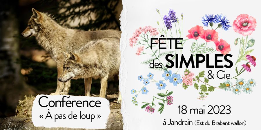 image - A pas de loup - Le retour du loup en Belgique