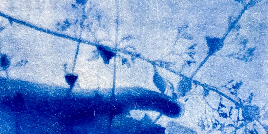 image - Sun Print - Workshop