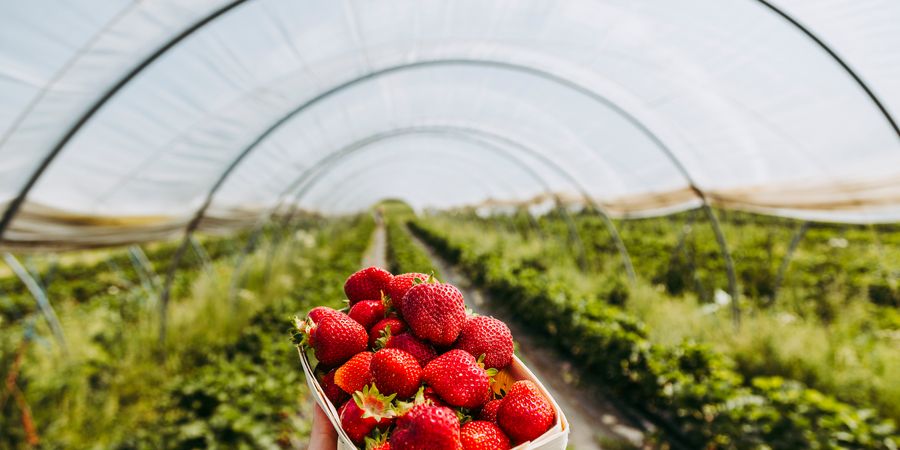 image - Journée auto-cueillette de fraises bio