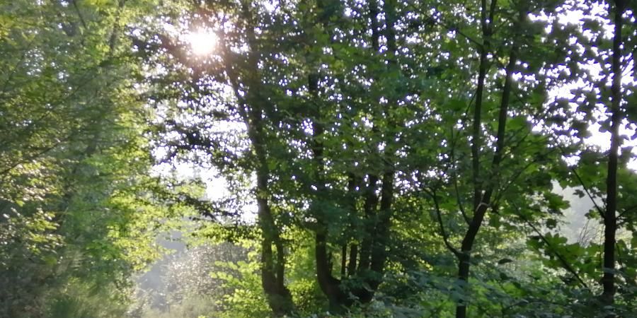 image - La santé de la forêt et notre santé grâce à la forêt