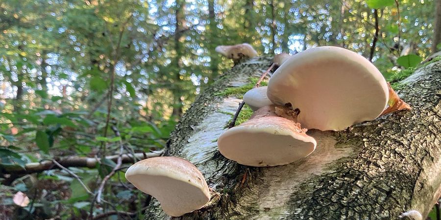 image - Chapeau rond, chapeau pointu, champignon dis-moi, qui es-tu?