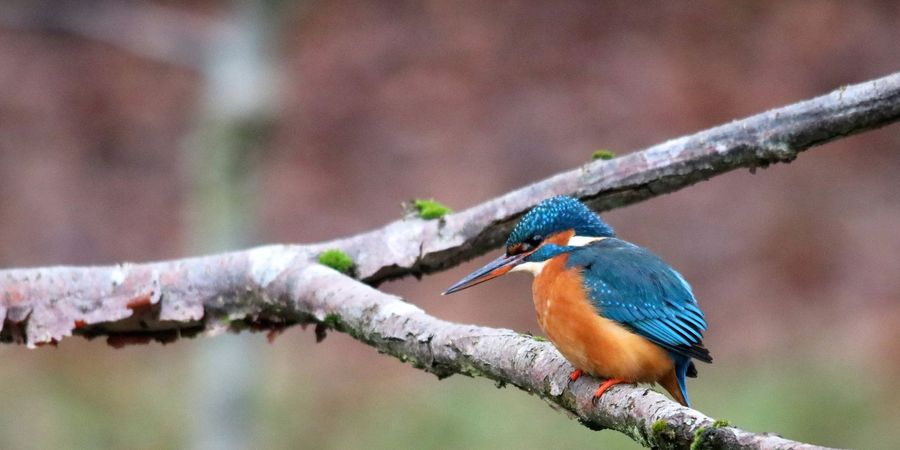 image - Balade nature : le chant des oiseaux