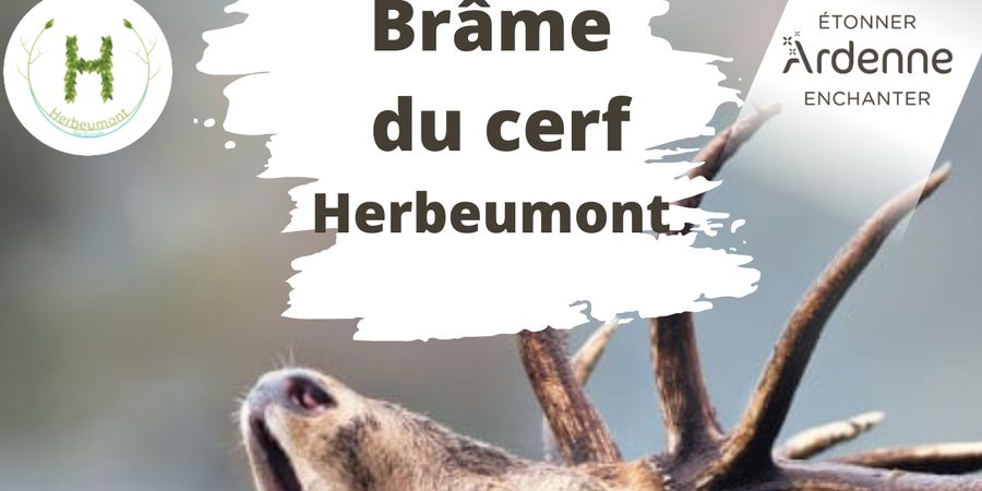 image - Brâme du cerf