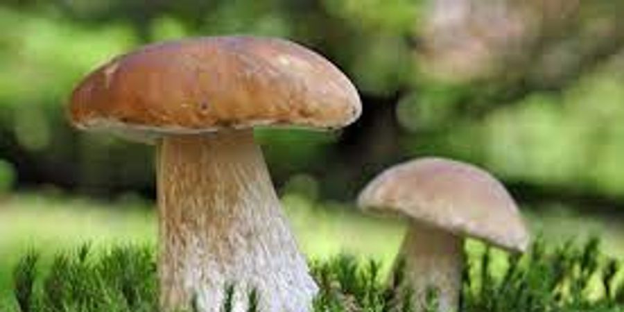 image - Balade nature : les champignons