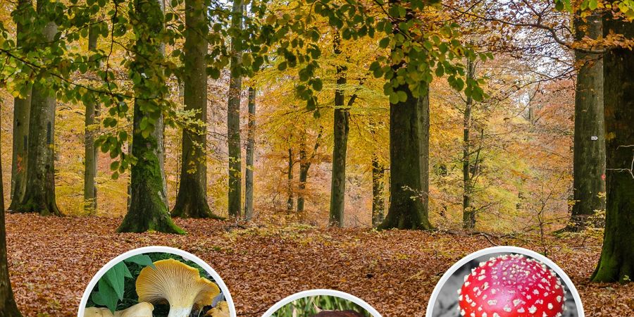 image - Balades champignons