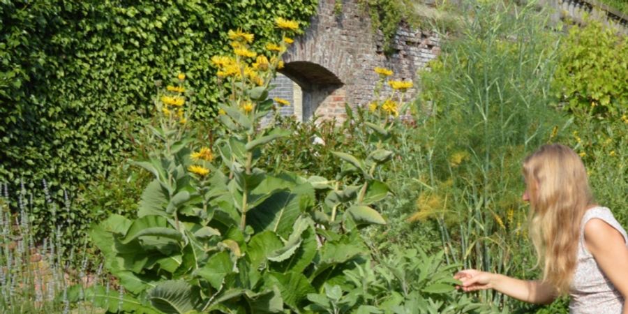 image - Atelier d'herboristerie Plantes et santé