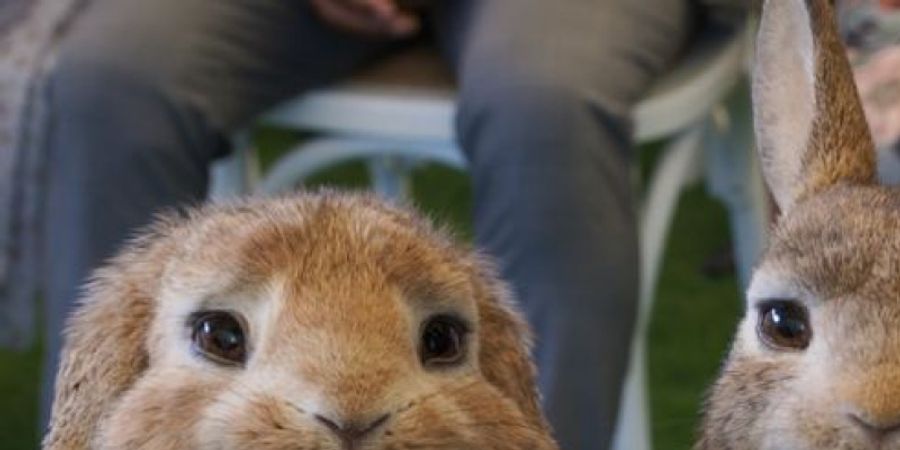 image - Pierre Lapin 2 : Panique en ville