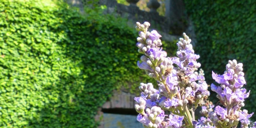 image - Visite guidée du jardin - Savoirs et remèdes... d’aujourd'hui