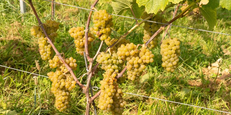 image - Concert de musique classique dans les vignes avec balade aux lampions