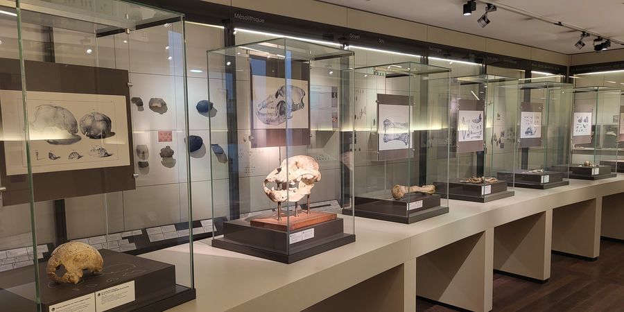 image - Liège, l'art et la science préhistorique