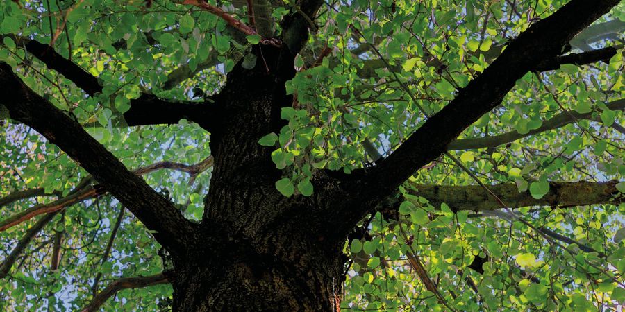 image - Graines d’arbres