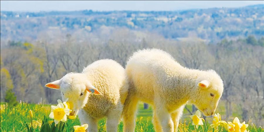 image - Speel vierdaagse 'Lente? Lente! geboortejaar 2012-2013-2014