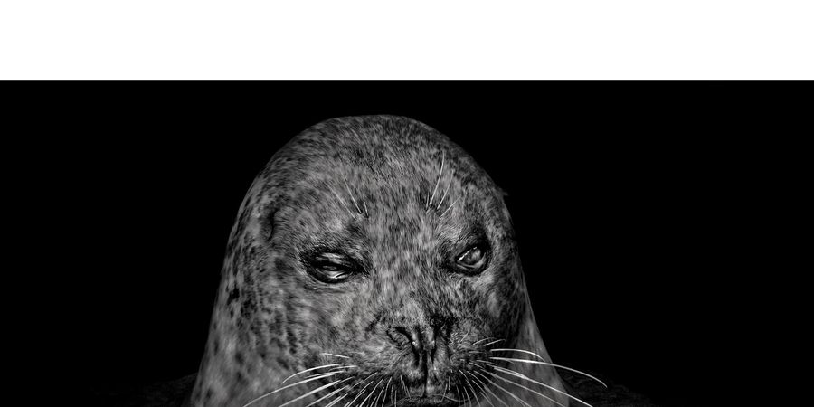 image - Elliot ROSS. Seeing animals