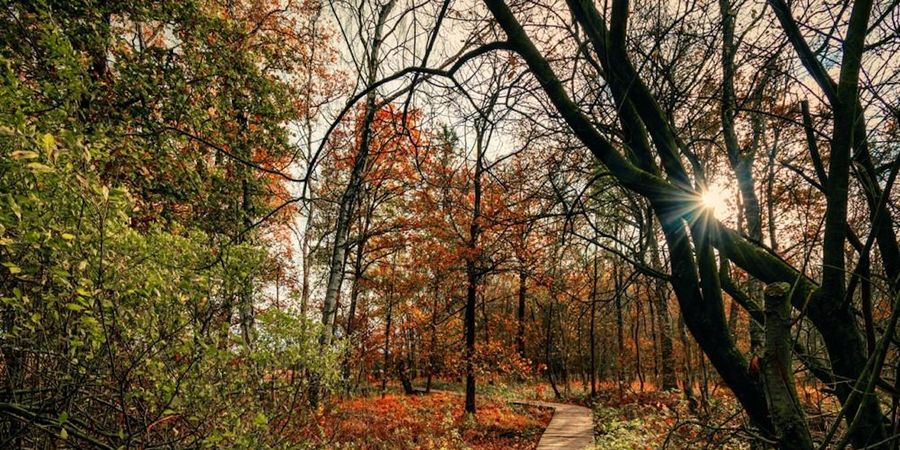 image - Herfstwandeling langs het Echelkuilpad