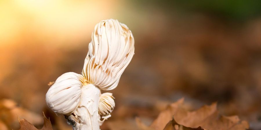 image - Wandeling in de Vinderhoutse Bossen: natuurlijke kringlopen