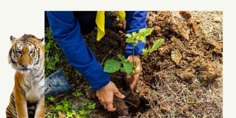 image - PLANTATION D'ARBRES