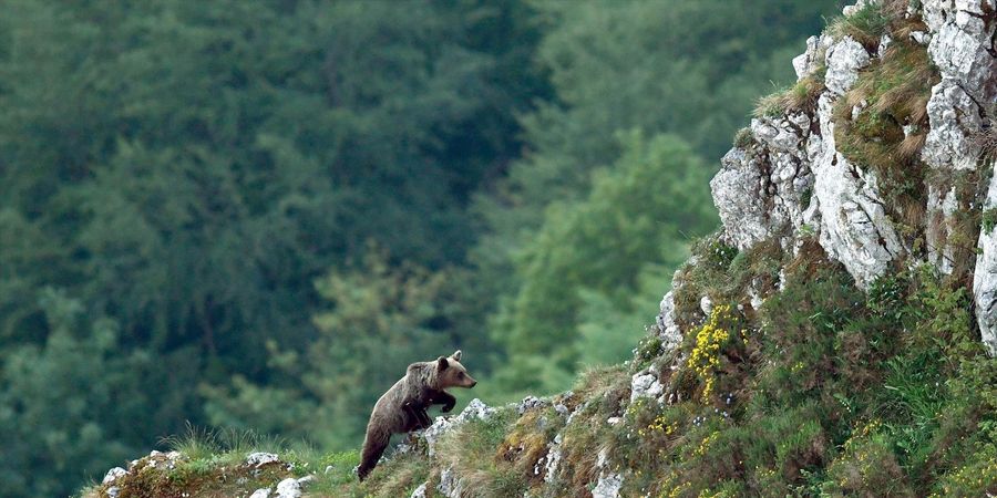 image - Ours, simplement sauvage