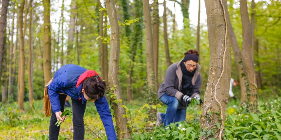 image - Balade plantes sauvages comestibles de printemps
