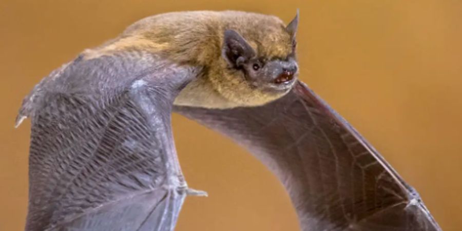 image - Nuit des chauves-souris Natagora : Conférence et balade-nature avec Frédéric Arnould