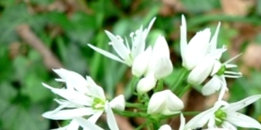 image - Atelier cuisine sauvage 