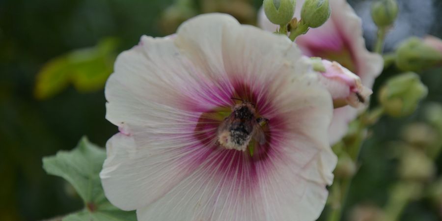 image - Petit bourgeon deviendra fleur! 4-6 ans