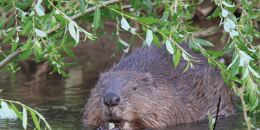 image - L'eau comme espace de vie