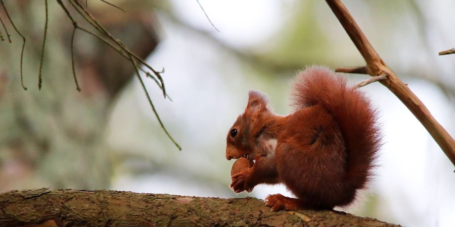 image - Balade nature : la faune de nos régions
