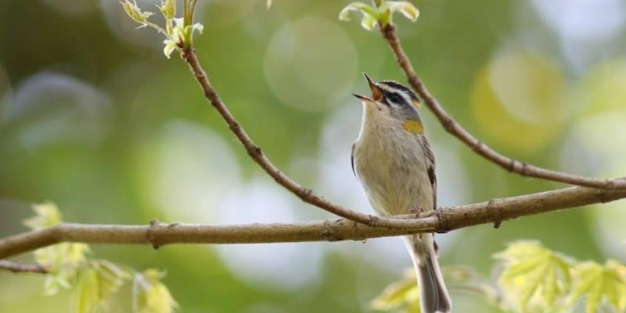 image - Cycle Nature ornitho