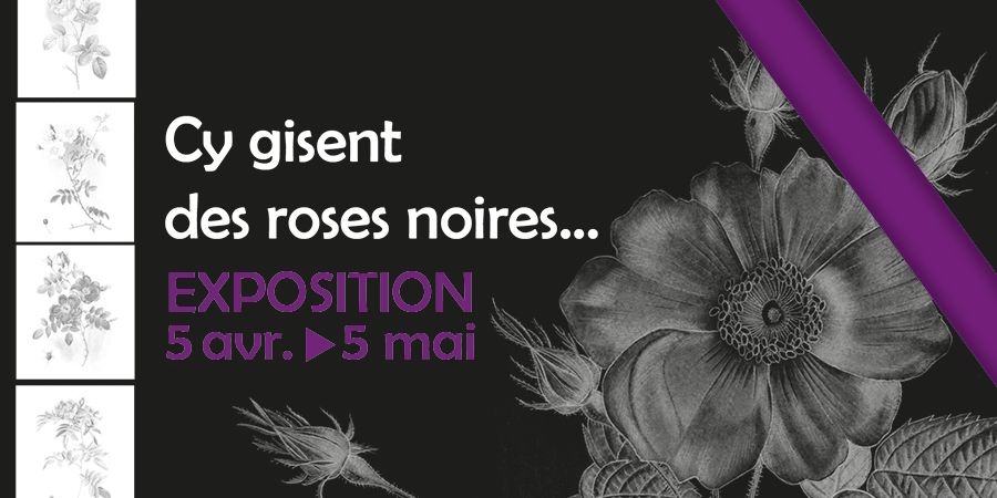 image - Cy gisent des roses noires
