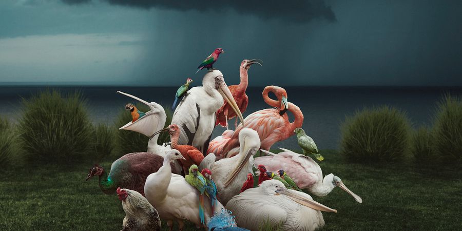 image - Timber van Cie still life/Sophie Linsmaux & Aurelio Mergola